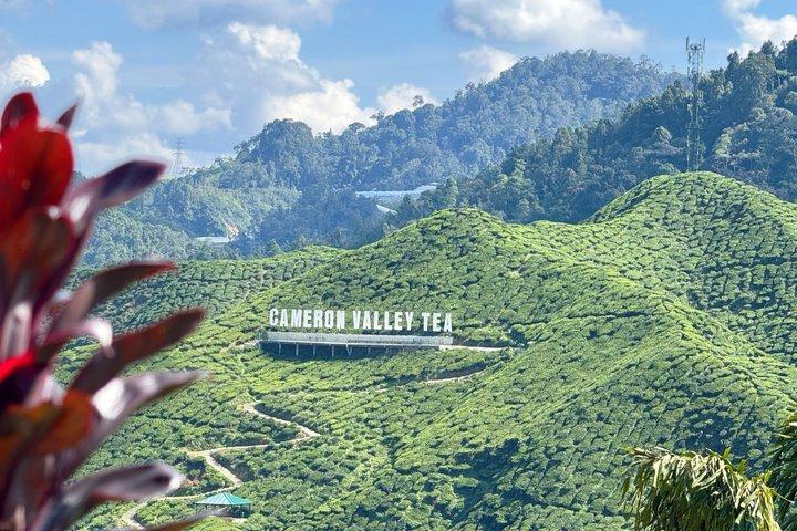 Cameron Highlands with Lunch Guided Day Tour (SIC/Shared Tour)