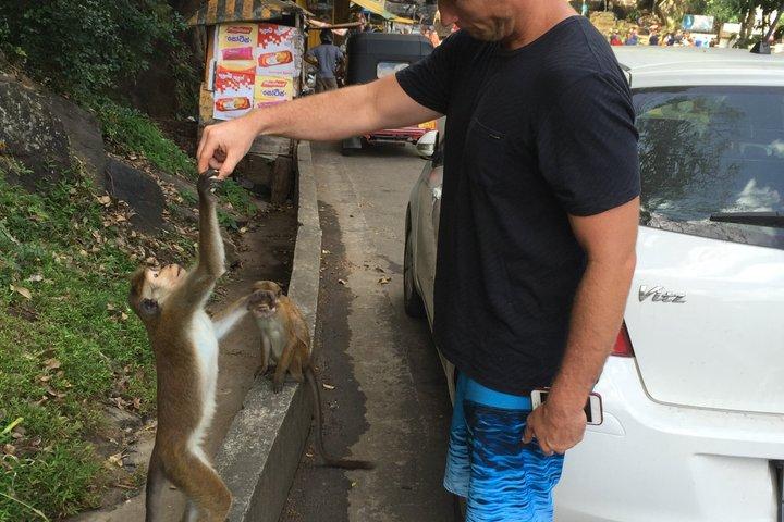 スリランカ限定の遺産野生動物と丘陵地帯ツアー