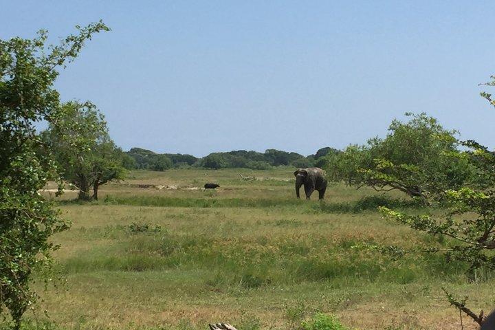 スリランカ限定の遺産野生動物と丘陵地帯ツアー