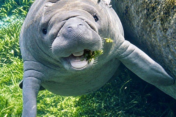 シルバー・スプリングスでのガイド付き自然・野生動物カヤックツアー