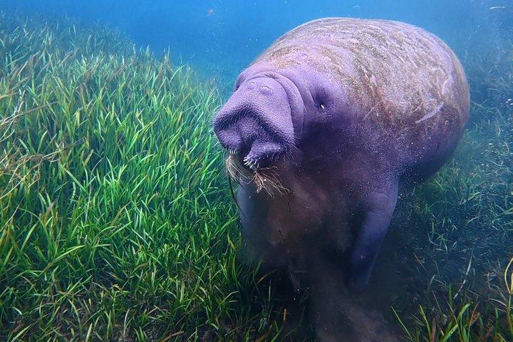 シルバー・スプリングスでのガイド付き自然・野生動物カヤックツアー