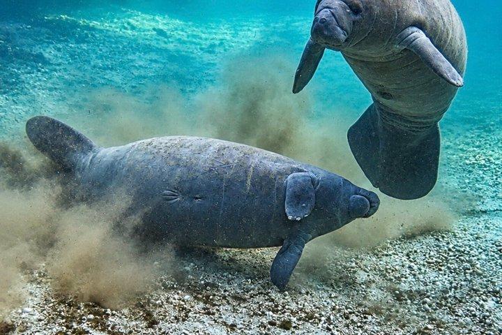 シルバー・スプリングスでのガイド付き自然・野生動物カヤックツアー