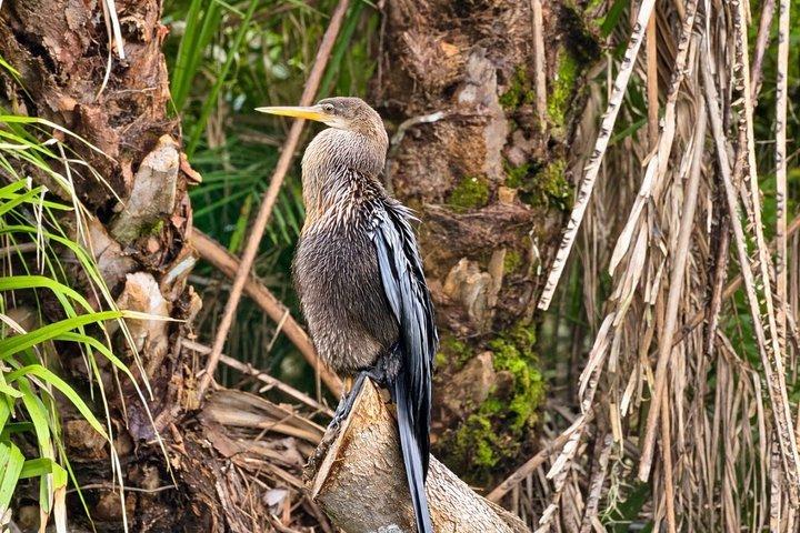 シルバー・スプリングスでのガイド付き自然・野生動物カヤックツアー