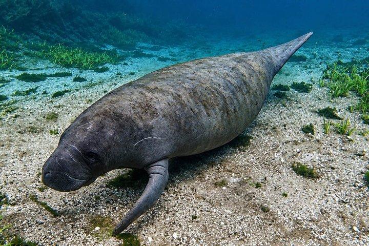 シルバー・スプリングスでのガイド付き自然・野生動物カヤックツアー