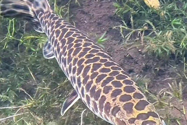 シルバー・スプリングスでのガイド付き自然・野生動物カヤックツアー