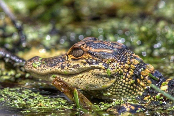 シルバー・スプリングスでのガイド付き自然・野生動物カヤックツアー