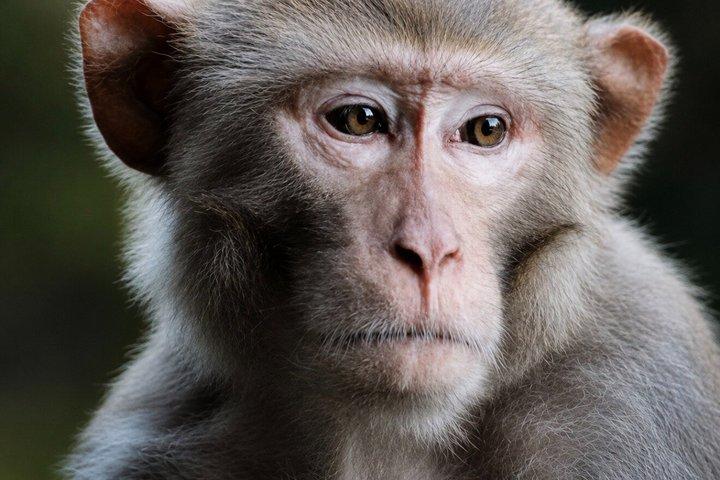 シルバー・スプリングスでのガイド付き自然・野生動物カヤックツアー