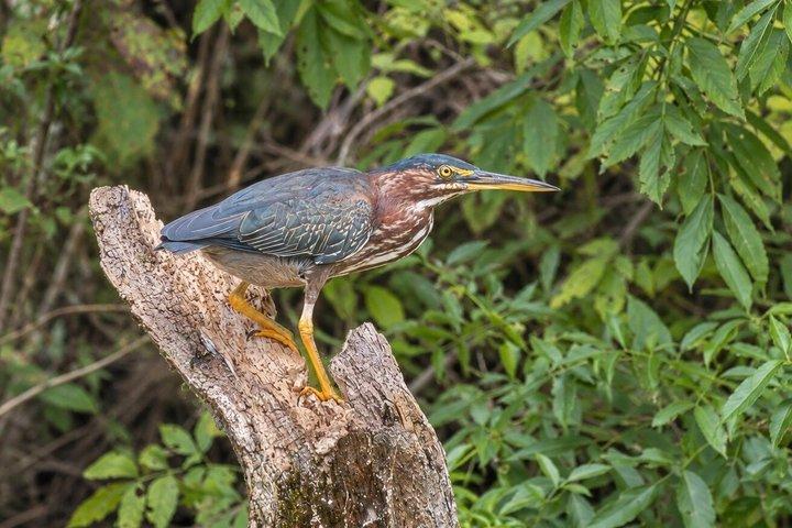 シルバー・スプリングスでのガイド付き自然・野生動物カヤックツアー