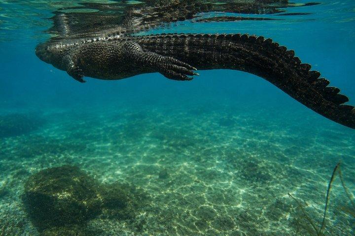 シルバー・スプリングスでのガイド付き自然・野生動物カヤックツアー