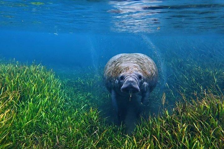 シルバー・スプリングスでのガイド付き自然・野生動物カヤックツアー
