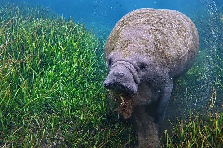 シルバー・スプリングスでのガイド付き自然・野生動物カヤックツアー
