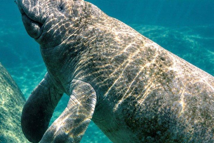 シルバー・スプリングスでのガイド付き自然・野生動物カヤックツアー
