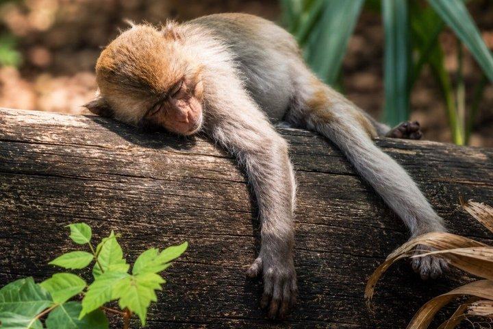 シルバー・スプリングスでのガイド付き自然・野生動物カヤックツアー
