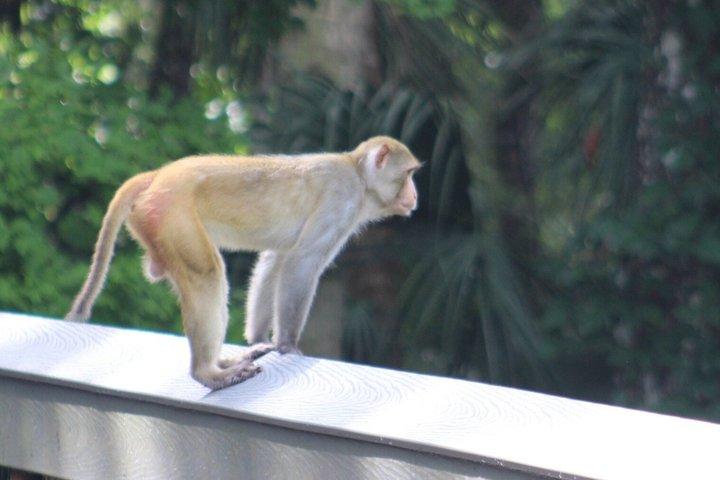 シルバー・スプリングスでのガイド付き自然・野生動物カヤックツアー