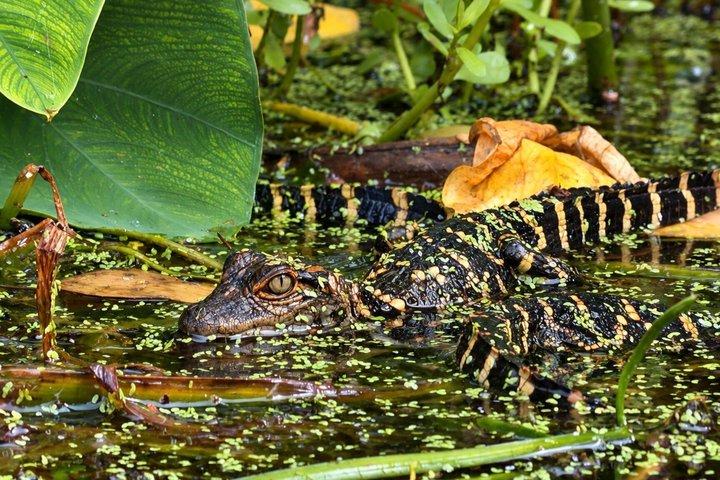 シルバー・スプリングスでのガイド付き自然・野生動物カヤックツアー