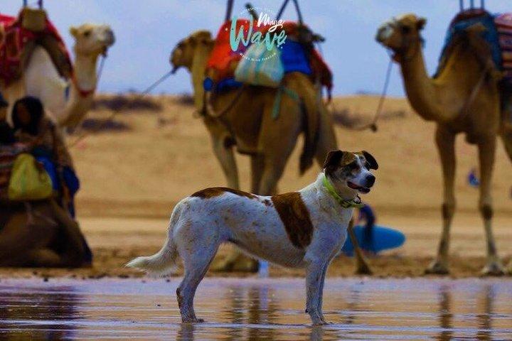 Small Group Surf Lesson in Essaouira 3 Hour Experience