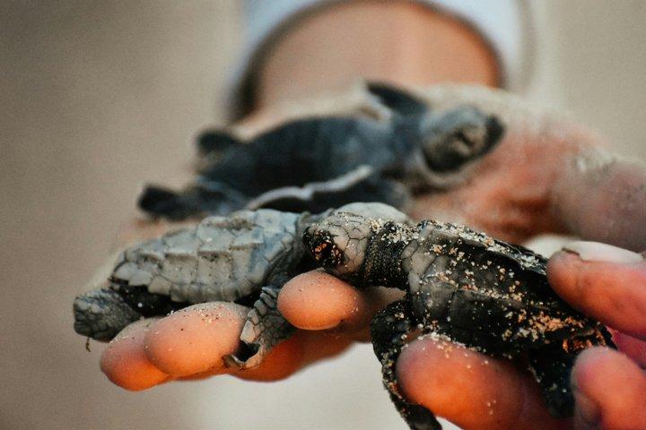 Bali: Schildpaddenbehoud in Saba Village & Traditionele Kunsttour