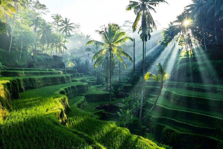 Ubud Adventure All Inclusive Private Day Tour