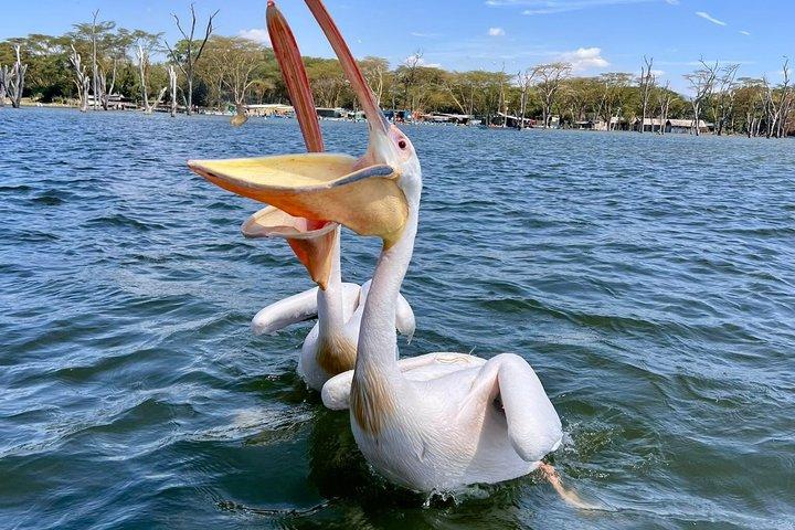 ナイロビからのナイヴァシャ湖ボートトリップとクレセントアイランドツアー
