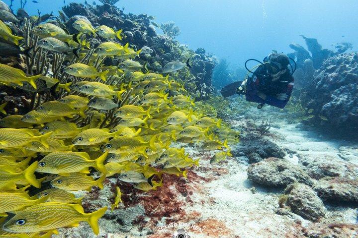 Scuba Diving Adventure in Puerto Morelos 2 Tank Experience
