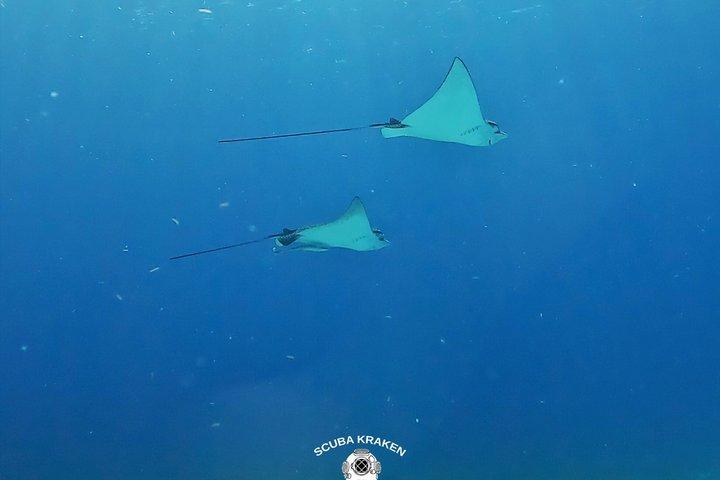 Scuba Diving Adventure in Puerto Morelos 2 Tank Experience