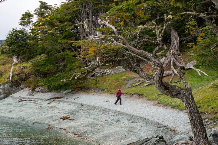 Parque Nacional Tierra del Fuego – Pequenos Grupos. Trem opcional