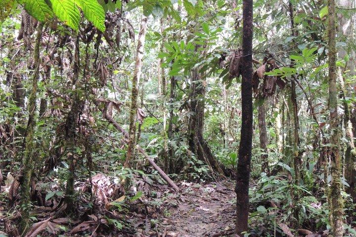 4-Days Private Huaorani Amazon Adventure