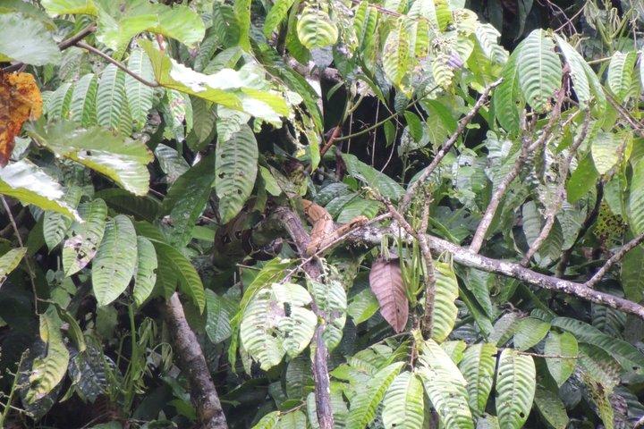 4-Days Private Huaorani Amazon Adventure
