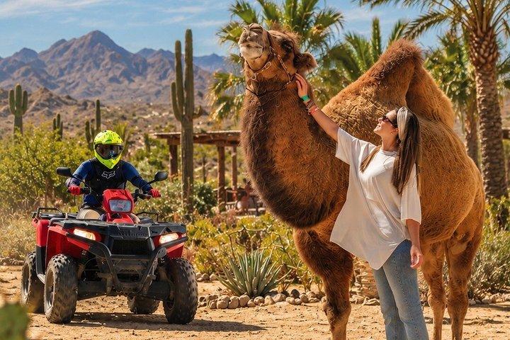Cabo ATV & Camel: FREE Buffet, Tequila & Hotel/Cruise Pickup