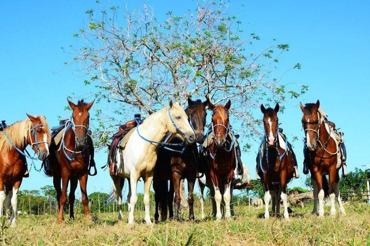 Horseback Ride in Punta Cana with Macao Coast Views