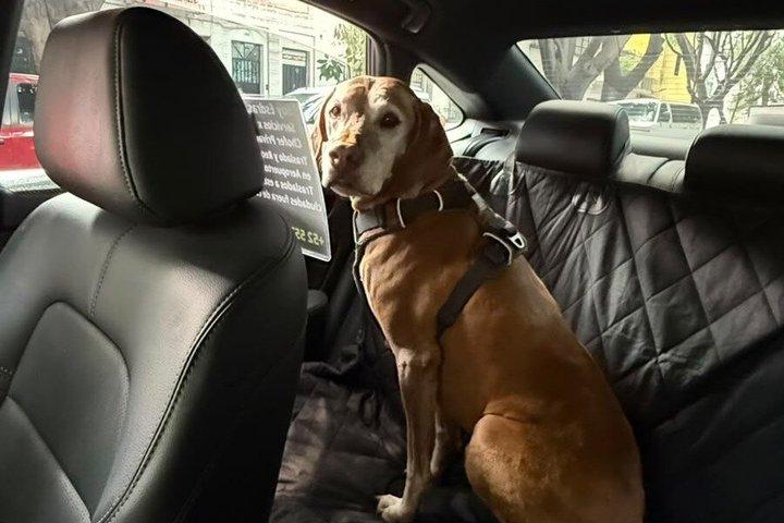 Private Driver in Mexico City by Day & Pet-Friendly