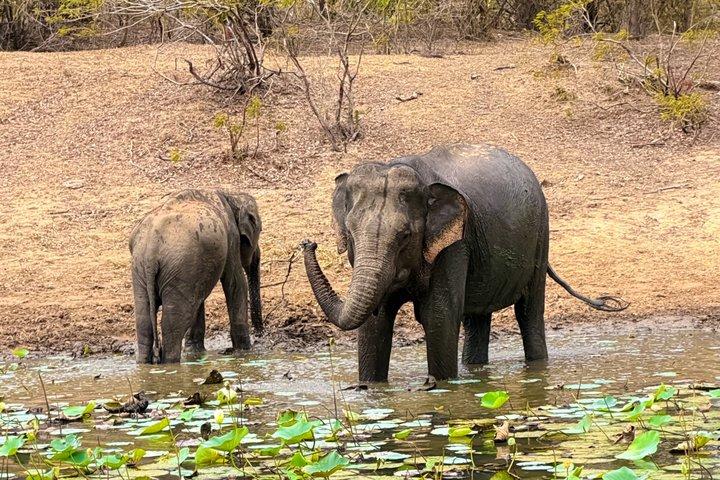 ヤラ国立公園半日＆終日サファリツアーバイ・ネハンサ・ツアーズ