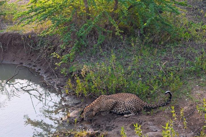 ヤラ国立公園半日＆終日サファリツアーバイ・ネハンサ・ツアーズ