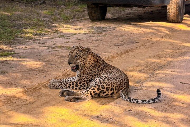 ヤラ国立公園半日＆終日サファリツアーバイ・ネハンサ・ツアーズ