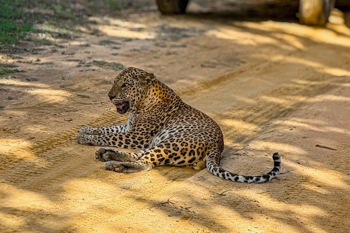 ヤラ国立公園半日＆終日サファリツアーバイ・ネハンサ・ツアーズ
