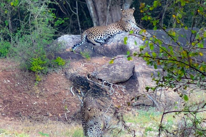 ヤラ国立公園半日＆終日サファリツアーバイ・ネハンサ・ツアーズ