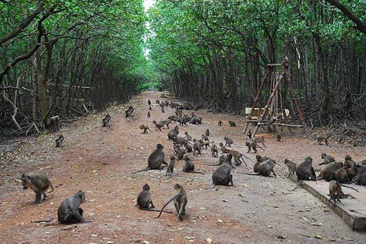 缶ジオ美しい自然マングローブの森日帰り旅行