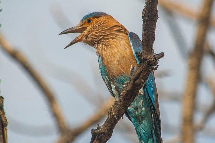 地元のガイド付きバンガロール野鳥観察ツアー