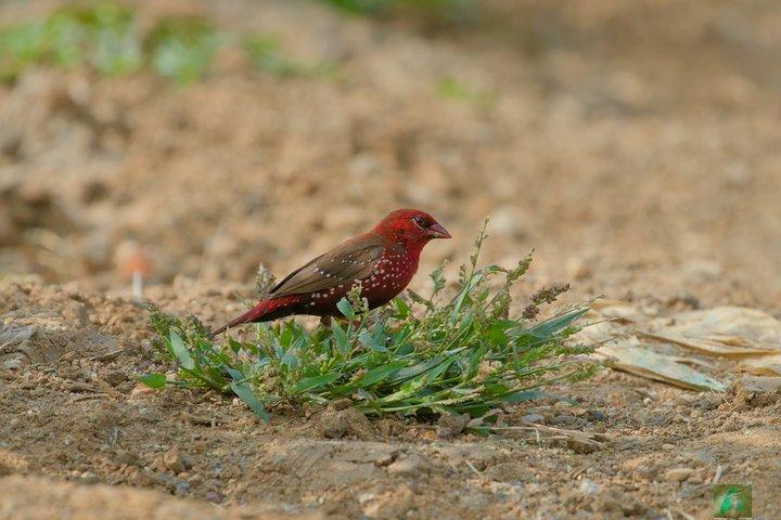 地元のガイド付きバンガロール野鳥観察ツアー