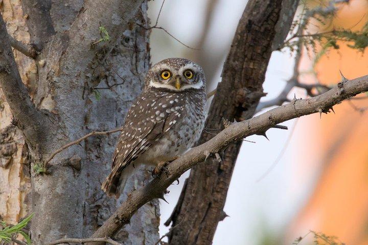 地元のガイド付きバンガロール野鳥観察ツアー