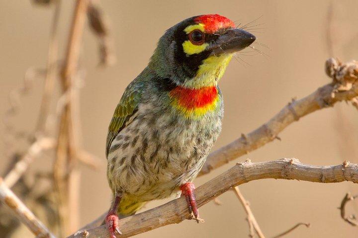 地元のガイド付きバンガロール野鳥観察ツアー