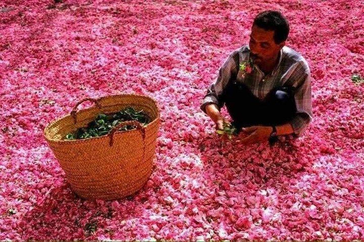 Marrakech Tour Guide: Half day