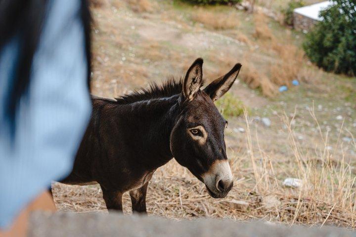 Naxos: Private Full Island 5-Hour Tour