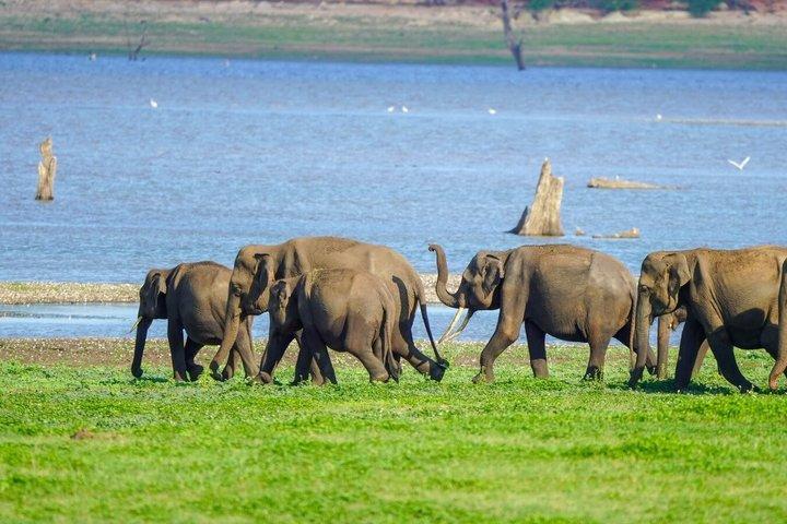 ミネリヤ国立公園プライベートジープサファリ（エキスパートガイド付き）