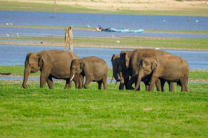 ミネリヤ国立公園プライベートジープサファリ（エキスパートガイド付き）