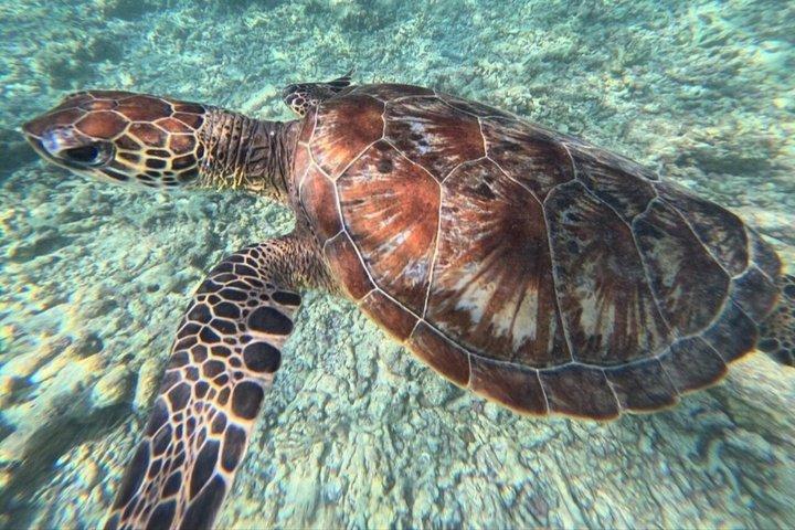 マスカット：デイマニヤット島シュノーケリング驚異の旅