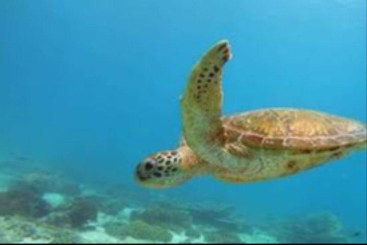 マスカット：デイマニヤット島シュノーケリング驚異の旅