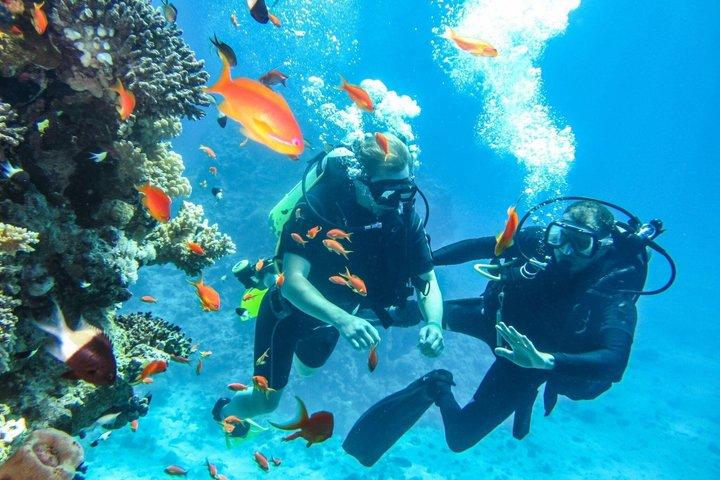 ハルガダでの紅海スキューバダイビングツアー（初心者・認定者向け）