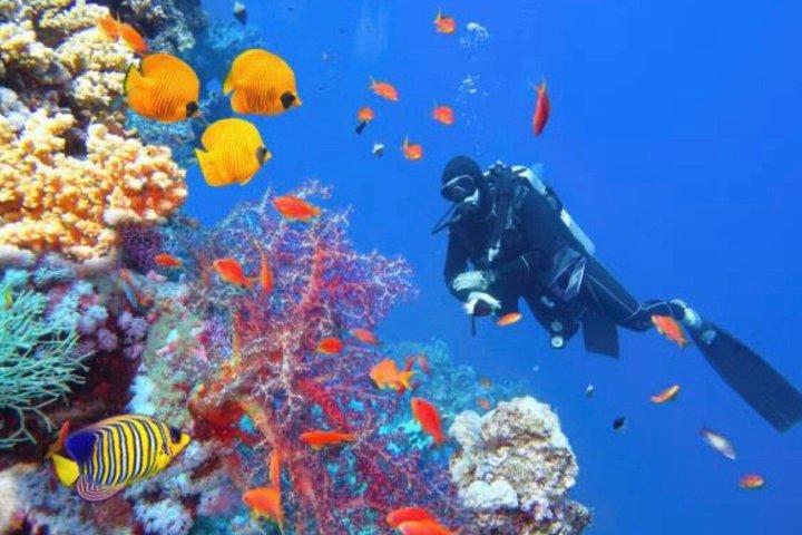 ハルガダでの紅海スキューバダイビングツアー(初心者・認定者向け)