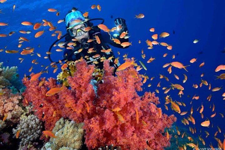 ハルガダでの紅海スキューバダイビングツアー(初心者・認定者向け)